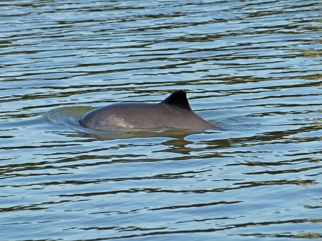 Bild 2, Fotograf Michael Hillmann, JadeWale (1).jpeg