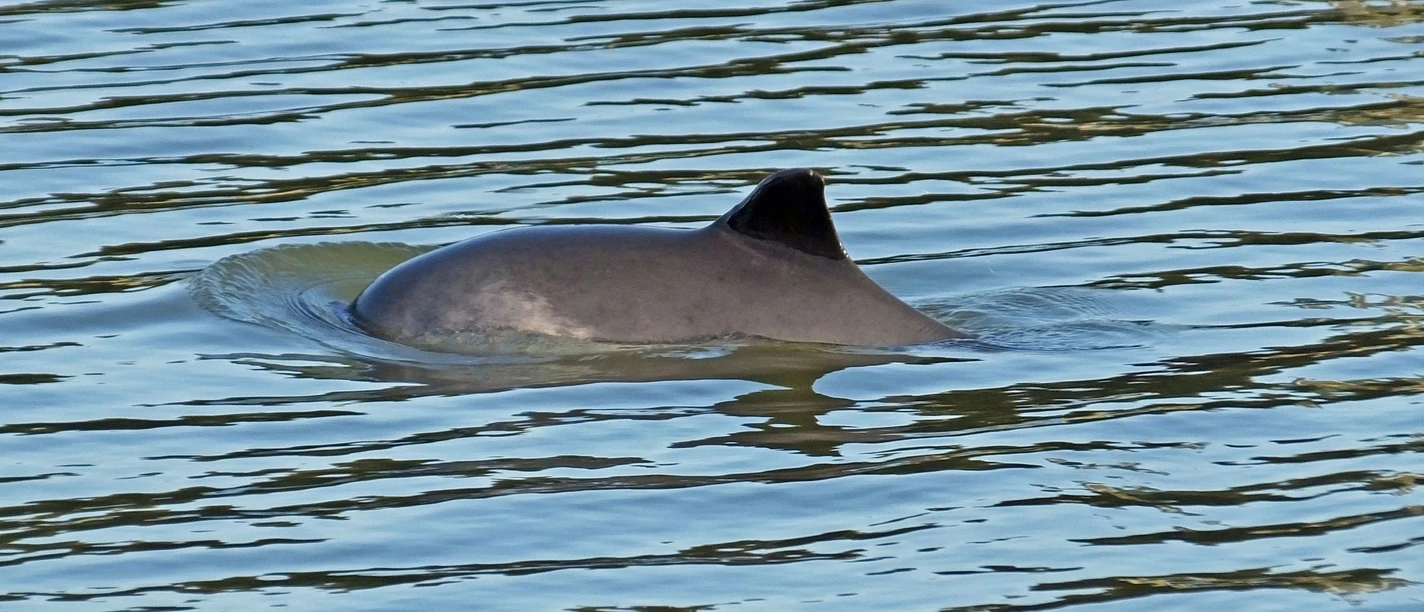 Bild 2, Fotograf Michael Hillmann, JadeWale (1).jpeg