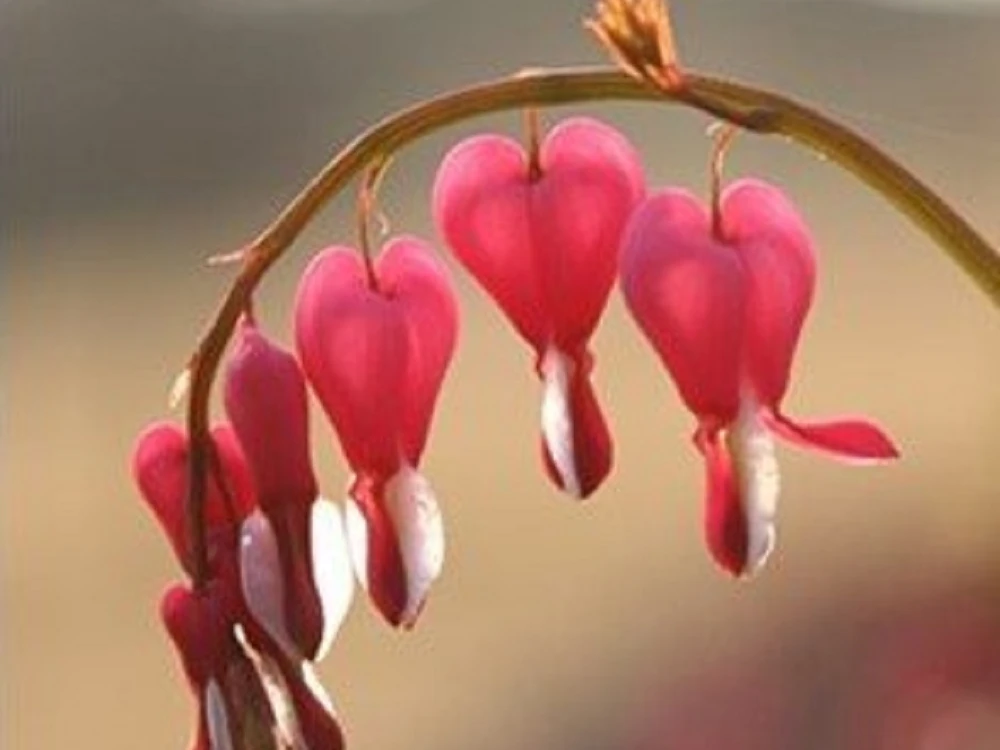 Trauer Hospizgruppe.jpg Rosa Herzblumen hängen an einem gebogenen Stiel vor unscharfem, warmem Hintergrund.