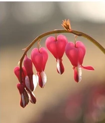 Trauer Hospizgruppe Rosa Herzblumen hängen an einem gebogenen Stiel vor unscharfem, warmem Hintergrund.