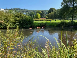 Flamingos im Kurpark Bad Wildungen-Reinhardshausen.