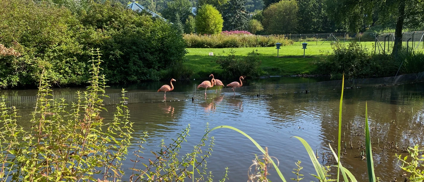 Flamingos im Kurpark Bad Wildungen-Reinhardshausen.