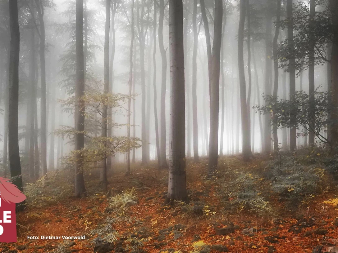 Hoher Meißner in Herbstfarben