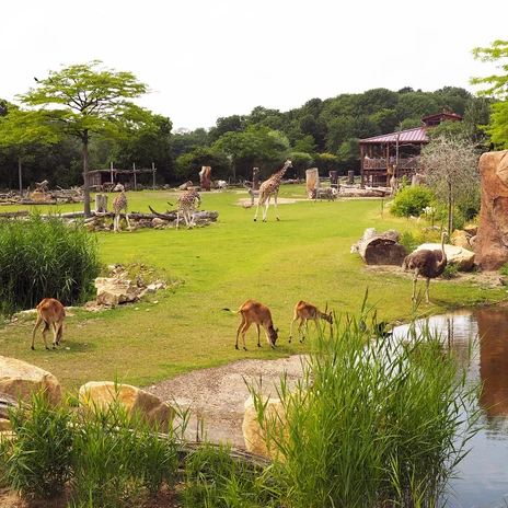 Kiwara-Savanne im Zoo Leipzig - Tierisches Leipzig