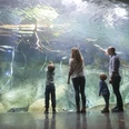 Panoramabecken im Aquarium des Zoo Leipzig - Leipzig mit Kindern Eine Familie steht vor dem Panoramabecken im Aquarium des Zoo Leipzig und bestaunt die Unterwasserwelt, Familie, Kinder, Freizeit, Ausflug