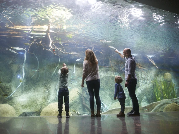 Panoramabecken im Aquarium des Zoo Leipzig - Leipzig mit Kindern Eine Familie steht vor dem Panoramabecken im Aquarium des Zoo Leipzig und bestaunt die Unterwasserwelt, Familie, Kinder, Freizeit, Ausflug