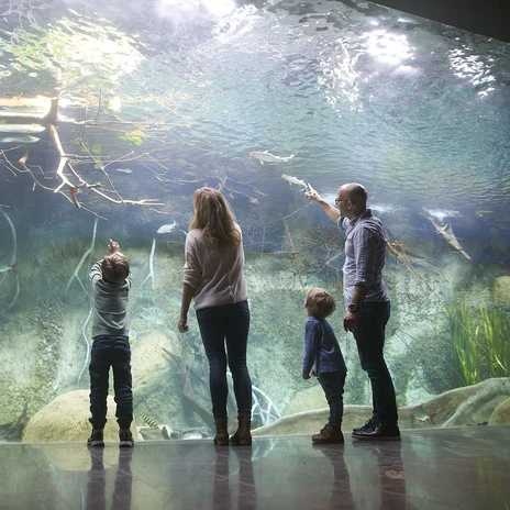 A family stands in front of the panorama pool in the aquarium at Leipzig Zoo and marvels at the underwater world, Family, Children, Leisure, Excursion