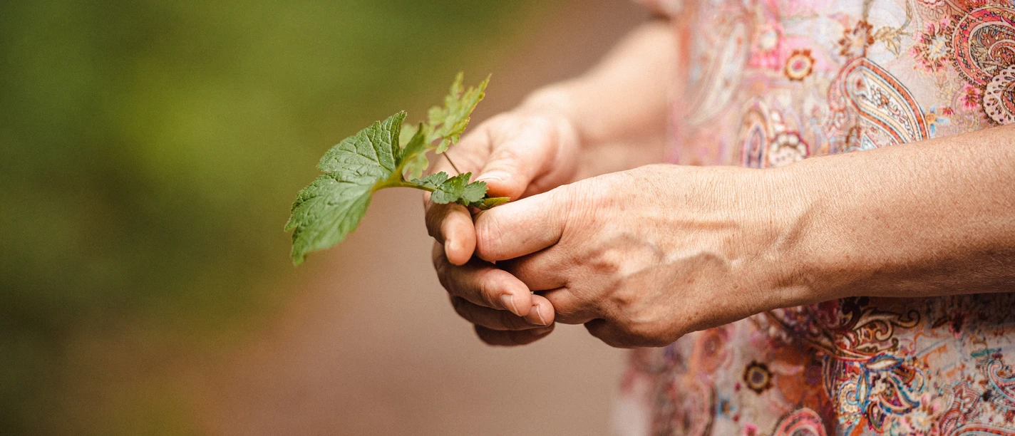 Kräuterspaziergang_Marie-Christin Pratsch