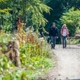 Eine Frau und ein Mann wandern auf einem Waldweg, umgeben von Bäumen und geschnittenen Holzstämmen.