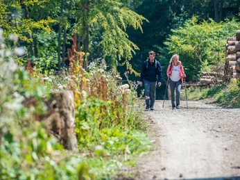Geführte Wanderung Eine Frau und ein Mann wandern auf einem Waldweg, umgeben von Bäumen und geschnittenen Holzstämmen.