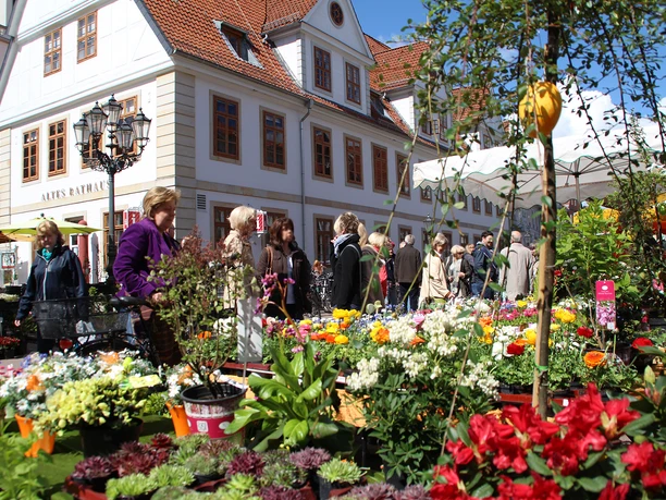 Wochenmarkt in Celle im Frühling