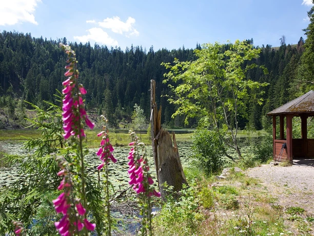 BAIE_HuzenbacherSee_Sommer2014 (22)