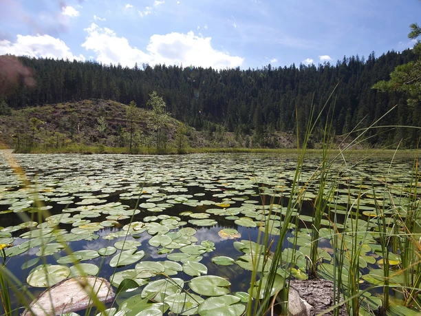 BAIE_HuzenbacherSee_Sommer2014 (2)