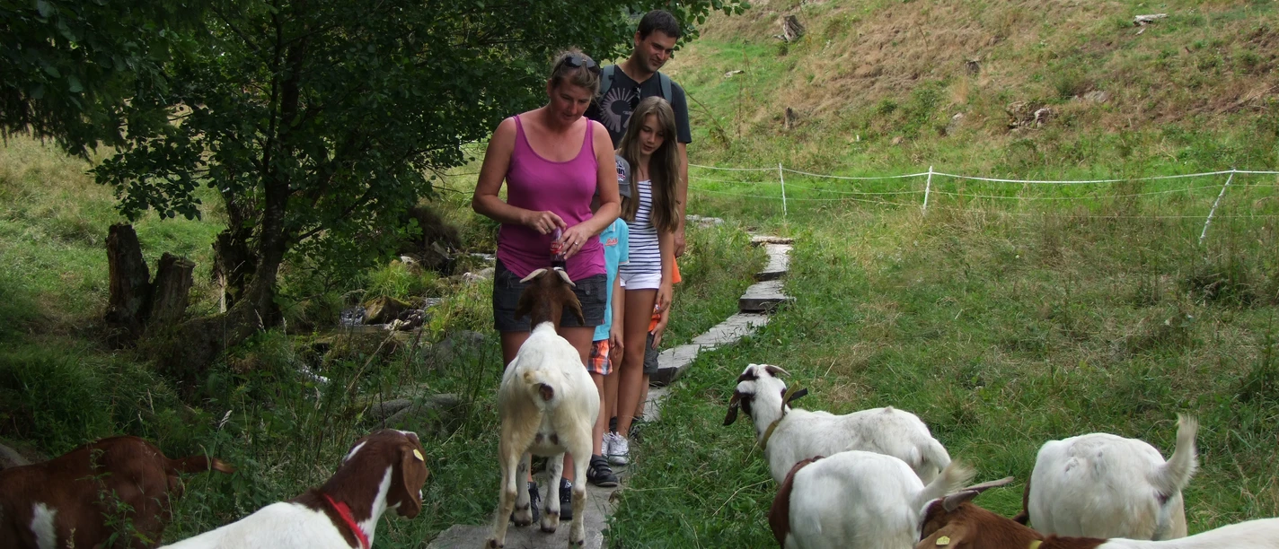 Ziegenpfad in Forbach Bermersbach3
