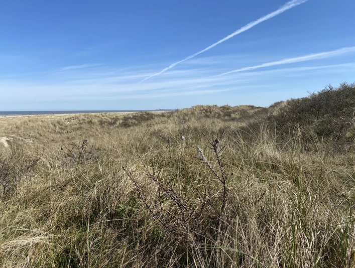 Kalfamer-Juist.jpg Kalfamer-Juist