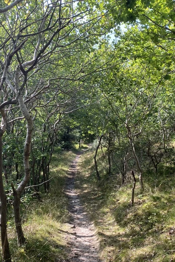 Wäldchen-Juist.jpeg Wäldchen-Juist