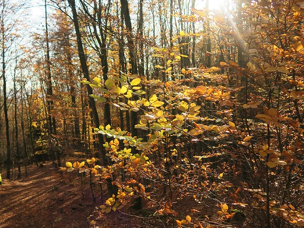 Herbstwald