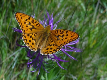Wanderleiterin Elisabeth Floh Müller