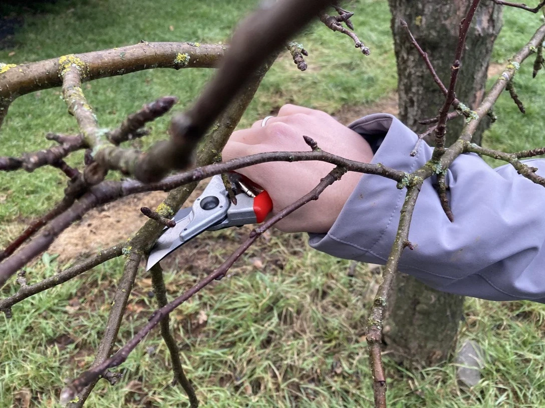 Obstbaumschnittkurs