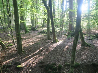 Stellerskuppenweg 02