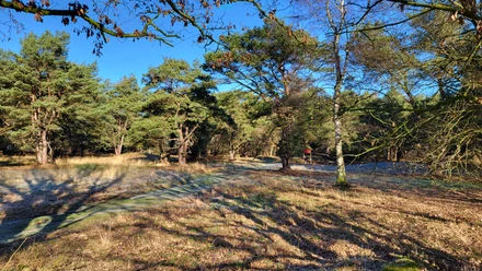 Grabhügelfeld in den Dünentannen_Mühlenpfad_Hümmling-Pfade (6) © Naturpark Hümmling e. V..jpg Lichtdurchfluteter Kiefernwald mit grasbewachsenen Hügeln und schmalem Pfad unter blauem Himmel.