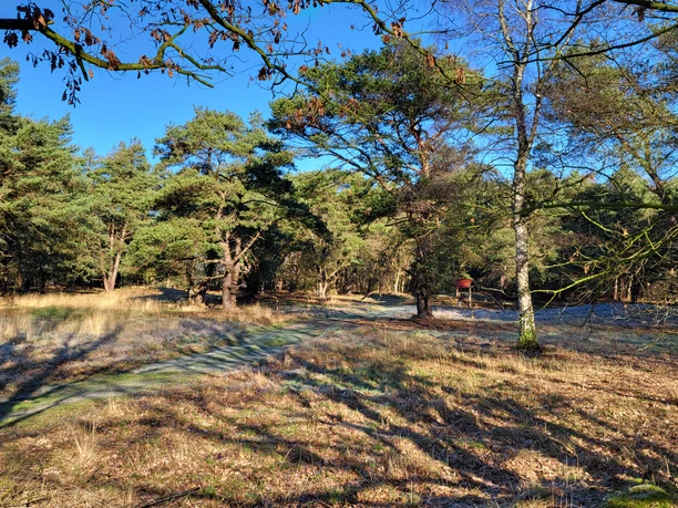 Grabhügelfeld in den Dünentannen_Mühlenpfad_Hümmling-Pfade (6) © Naturpark Hümmling e. V..jpg Lichtdurchfluteter Kiefernwald mit grasbewachsenen Hügeln und schmalem Pfad unter blauem Himmel.