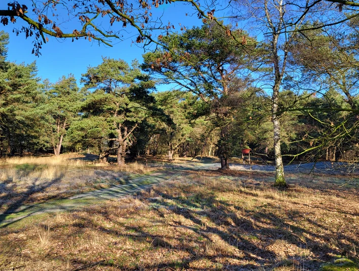 Grabhügelfeld in den Dünentannen_Mühlenpfad_Hümmling-Pfade (6) © Naturpark Hümmling e. V..jpg