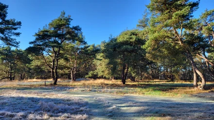 Grabhügelfeld in den Dünentannen_Mühlenpfad_Hümmling-Pfade (5) © Naturpark Hümmling e. V..jpg Lichter Kiefernwald mit grasbewachsenen Hügeln und leicht bereiftem Boden unter klarem blauem Himmel.