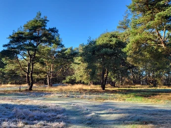 Grabhügelfeld in den Dünentannen_Mühlenpfad_Hümmling-Pfade (5) © Naturpark Hümmling e. V..jpg