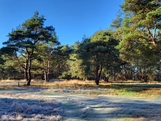 Grabhügelfeld in den Dünentannen_Mühlenpfad_Hümmling-Pfade (5) © Naturpark Hümmling e. V..jpg