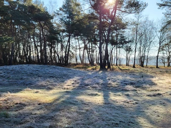 Grabhügelfeld in den Dünentannen_Mühlenpfad_Hümmling-Pfade (3) © Naturpark Hümmling e. V..jpg