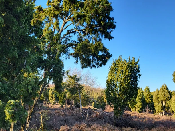 Wacholderhain_Wacholderpatt_Hümmling-Pfade (2) © Naturpark Hümmling e. V..jpg Wacholderhain mit niedrigen Heidesträuchern und grünen Wacholderbäumen unter klarem blauem Himmel