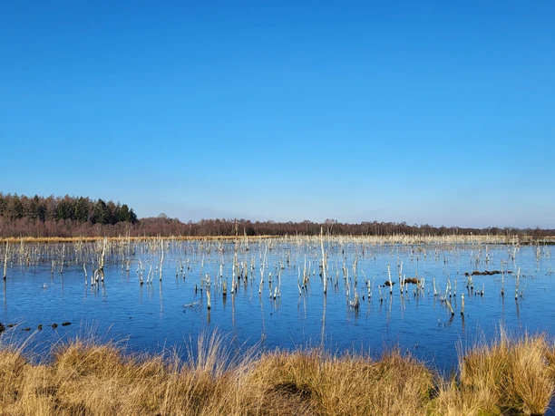 Theikenmeer-Runde, Werlte - Hümmling-Pfade, Blick von der Aussichtsplattform Wehmer Dose ©Naturpark Hümmling (2).jpg Weitläufige Moorlandschaft mit Wasserfläche, abgestorbenen Baumresten und hellem Wintergras unter blauem Himmel