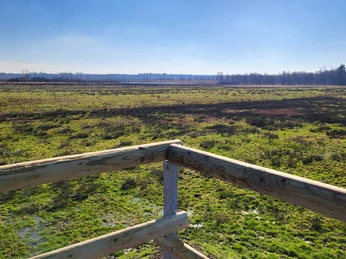 Theikenmeer-Runde, Werlte - Hümmling-Pfade, Beobachtungshügel Moorwiesen ©Naturpark Hümmling (4).jpg