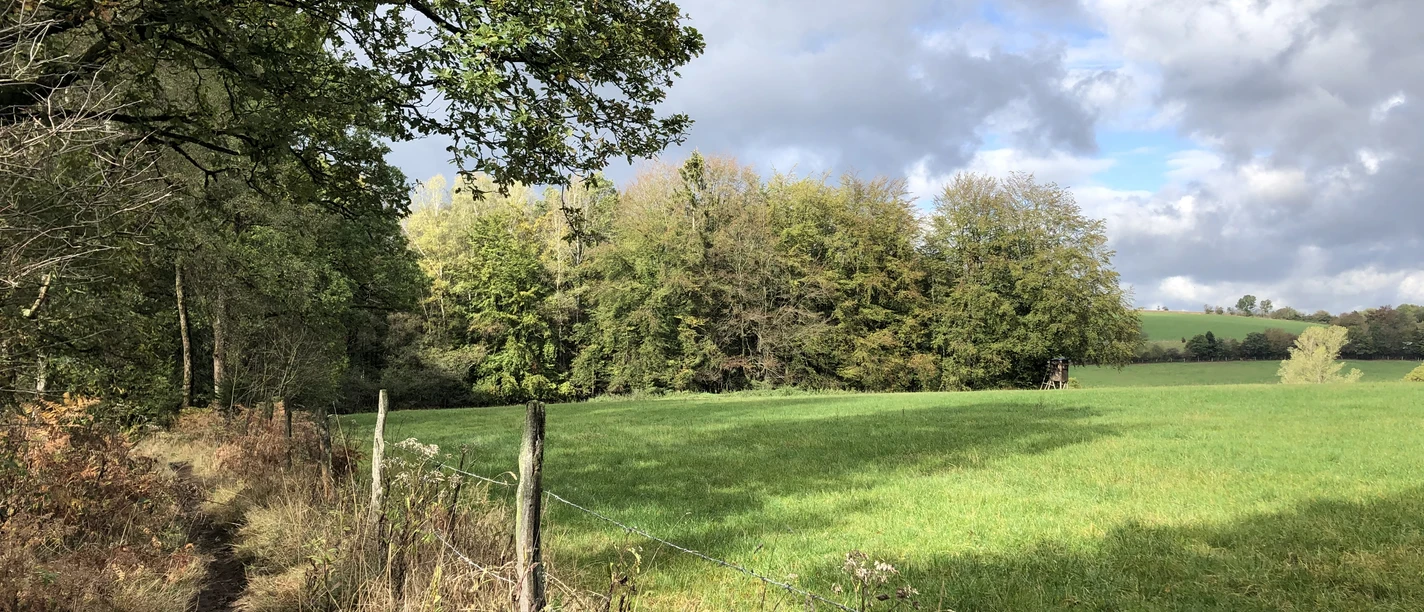 Bergische 50 Naturpfad neben einem Weidezaun, führt entlang einer grünen Wiese mit Bäumen im Herbstkleid.