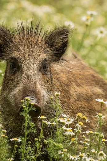 Wildschwein in Blütenwiese Wildschwein in Blütenwiese