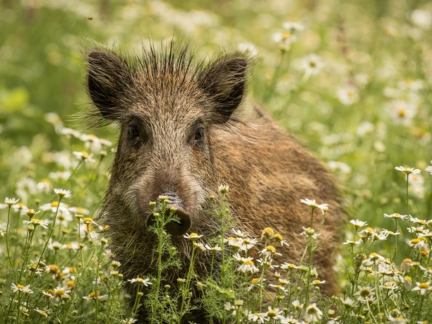 Wildschwein in Blütenwiese Wildschwein in Blütenwiese