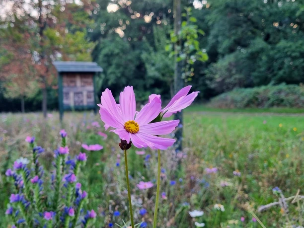Blumenwiese im Sportpark am Ölbach im Ortsteil Stukenbrock Blumenwiese im Sportpark am Ölbach im Ortsteil Stukenbrock