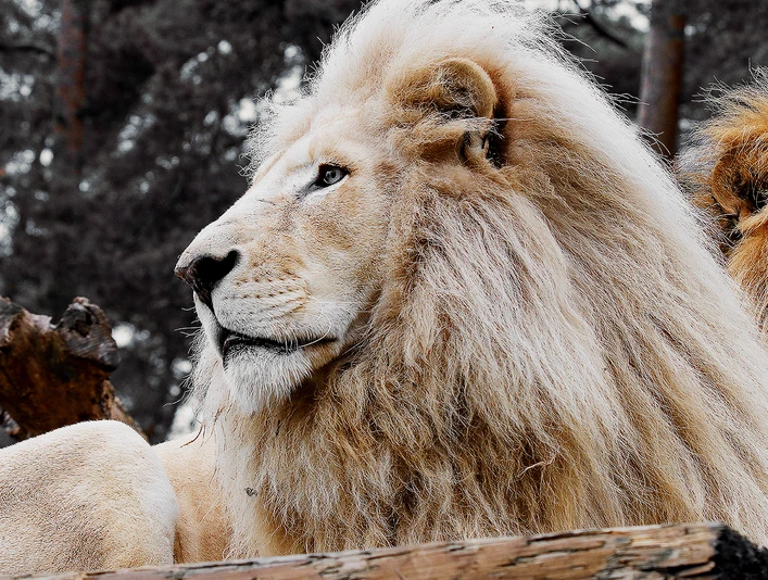 Weißer Löwe im Safariland Stukenbrock in Schloß Holte-Stukenbrock Weißer Löwe im Safariland Stukenbrock in Schloß Holte-Stukenbrock