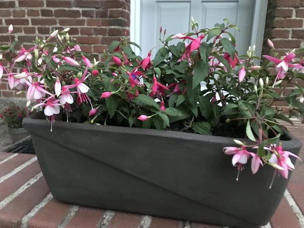Blumen Blumen