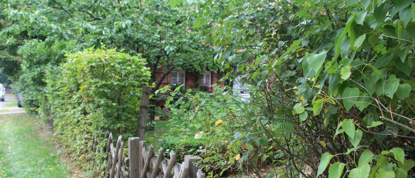 Ferienwohnung Zinne-Wigger Steimbke Grüner Garten mit Holzzaun und dichten Sträuchern umrahmt traditionelles Ziegelhaus in ländlicher Umgebung.
