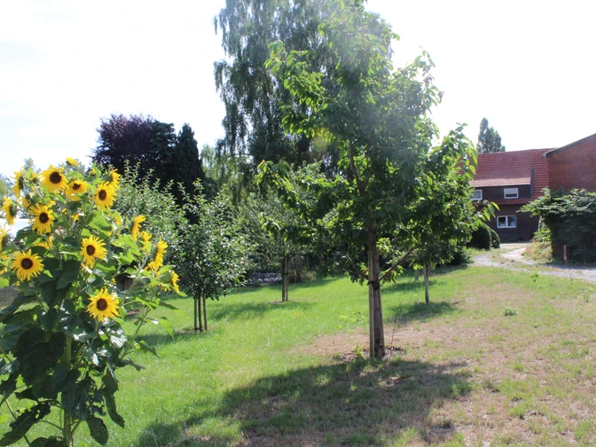 Ein gepflegter grüner Garten mit Sonnenblumen, Bäumen und einem roten Ziegeldach im Hintergrund.