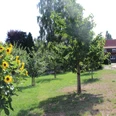 Kläbe's Ferienwohnung, Uchte Ein gepflegter grüner Garten mit Sonnenblumen, Bäumen und einem roten Ziegeldach im Hintergrund.