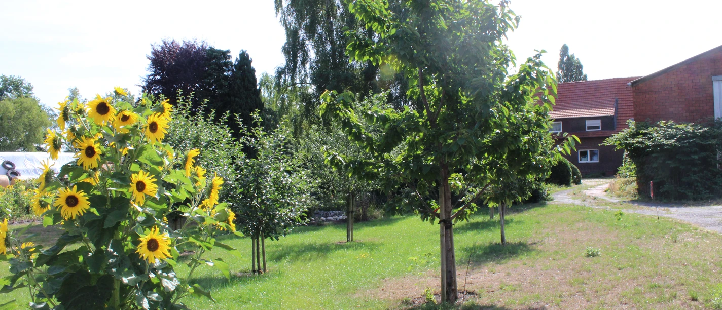 Kläbe's Ferienwohnung, Uchte Ein gepflegter grüner Garten mit Sonnenblumen, Bäumen und einem roten Ziegeldach im Hintergrund.