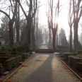 friedhof_brunnenallee.jpg Sonnenstrahlen durchfluten die baumbestandene Allee eines Friedhofs, herbstliches Laub auf dem Weg.
