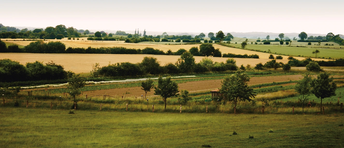 Blick über die Felder (Douglas Antonio).jpg Man sieht von oben oder vorne weite Felder mit Grünflächen und ein paar Bäumen
