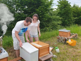 Bien Royal - Imkerei Laube in Langenfeld Zwei Personen öffnen neugierig einen Bienenkasten auf einer grünen Wiese, umgeben von Bienenstöcken.