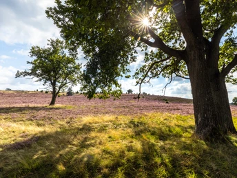 Bispingen_Haverbeeke_Heideschleife_Heidebluete_ccbysa_tl_20210901 (7 von 23).jpg Heideschleife Haverbeeke RundwanderwegHeideschleife Haverbeeke circular hiking trailHeideschleife Haverbeeke cirkulær vandrestiHeideschleife Haverbeeke rondwandelroute
