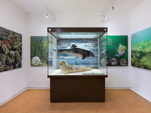 Blick in die Ausstellung im NATUREUM Darßer Ort