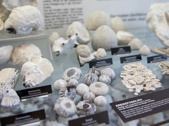 Kreidefossilien in der Ausstellung im NATUREUM Darßer Ort